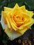 Yellow beautifull rose