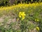 Yellow beauty in mustard farm