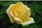 yellow beauty square flower roses nature with roses bouquet and green leaf