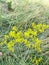 Yellow bedstraw