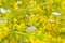 Yellow Bedstraw (Galium Verum) Flowers Close-Up