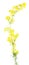 Yellow bedstraw & x28;Galium verum& x29; isolated on white background. Medicinal plant