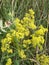 Yellow Bedstraw. Latin name Galium. Close up. Spring solar background, photo wallpaper