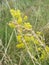 Yellow Bedstraw. Latin name Galium. Close up. Spring solar background, photo wallpaper