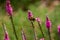 Yellow bee feeding on a pink spiked speedwell flower