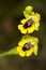 Yellow Bee Orchid (Ophrys lutea) flower