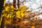 Yellow beech leaves with blurred background in autumnal forest