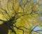 Yellow beech leaves in dutch autumnal park