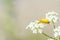 Yellow beetle close up