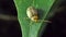 Yellow beetle on leaf in tropical rain forest.