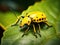 Yellow beetle  Made With Generative AI illustration