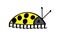 Yellow beetle with round black dots