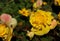 A yellow Begonia blooming in a garden