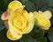 Yellow begonia flowers closeup