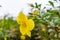 Yellow bell Allamanda cathartica flower, also called golden trumpet flower with raindrops after raining in the springtime