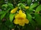 Yellow bell - Flower and buds