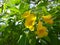 Yellow bell - Flowers and buds