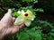 Yellow Bell Orchid Flower and Tree