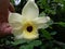 Yellow Bell Orchid Flower and Tree