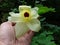 Yellow Bell Orchid Flower and Tree