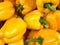 Yellow Bell Pepper