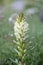 Yellow Bellflower Campanula thyrsoides, flower spike