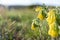 Yellow bellflower closeup