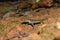 Yellow bellied day gecko, Cnemaspis flaviventralis, Amboli Maharashtra, India. New species of gecko