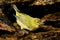 Yellow-bellied Flycatcher