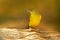 Yellow-bellied Greenbul, Chlorocichla flaviventris, African song bird sitting on the old tree trunk, nature habitat, Chobe Nationa