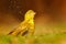 Yellow-bellied Greenbul, Chlorocichla flaviventris, African song bird splashing in the water, green summer grass, nature habitat,