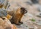 Yellow bellied Marmot
