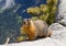 Yellow bellied marmot