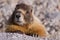 Yellow Bellied Marmot