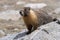 Yellow-bellied marmot