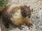 Yellow-bellied Marmot