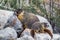 Yellow Bellied Marmot