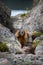 Yellow-bellied marmot