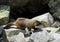 Yellow-bellied marmot active among the rocks