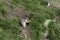 Yellow Bellied Marmot Eating