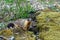 Yellow-bellied marmot Marmota flaviventris, also known as Rock Chuck, looking out of the entrance of its burrow