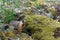 Yellow-bellied marmot Marmota flaviventris, also known as Rock Chuck, looking out of the entrance of its burrow