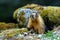 Yellow-bellied marmot Marmota flaviventris, also known as Rock Chuck, looking out of the entrance of its burrow