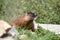 Yellow Bellied Marmot, Park City, Utah USA