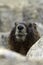 Yellow Bellied Marmot Portrait