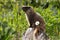 A Yellow-bellied Marmot Posing on a Rock