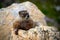 Yellow-bellied Marmot resting on a rock
