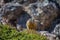 A yellow bellied marmot rests atop a boulder in the mountains.