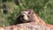Yellow-bellied Marmot on Rock