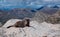 Yellow bellied marmot on rocks of Mt Evans